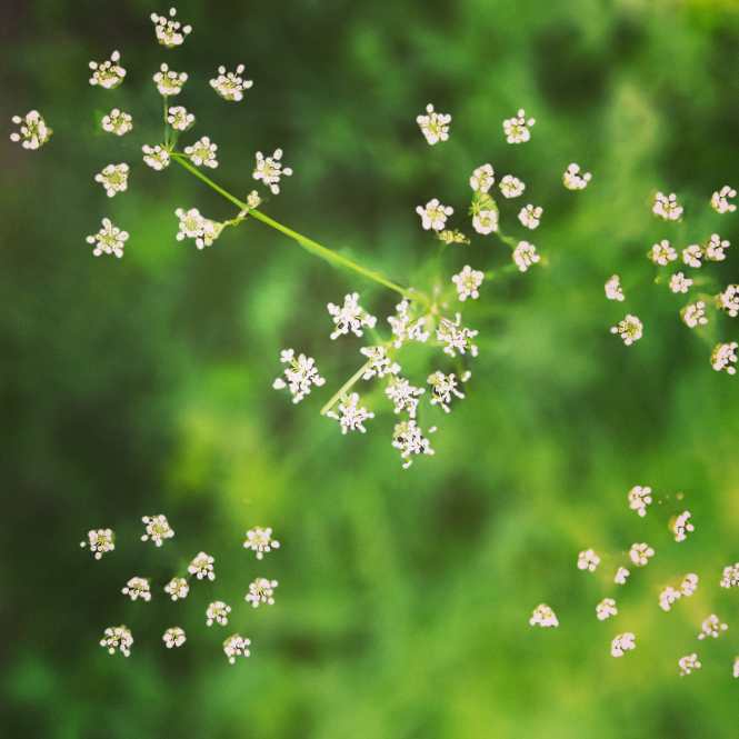 IMG_20200612_070433_328